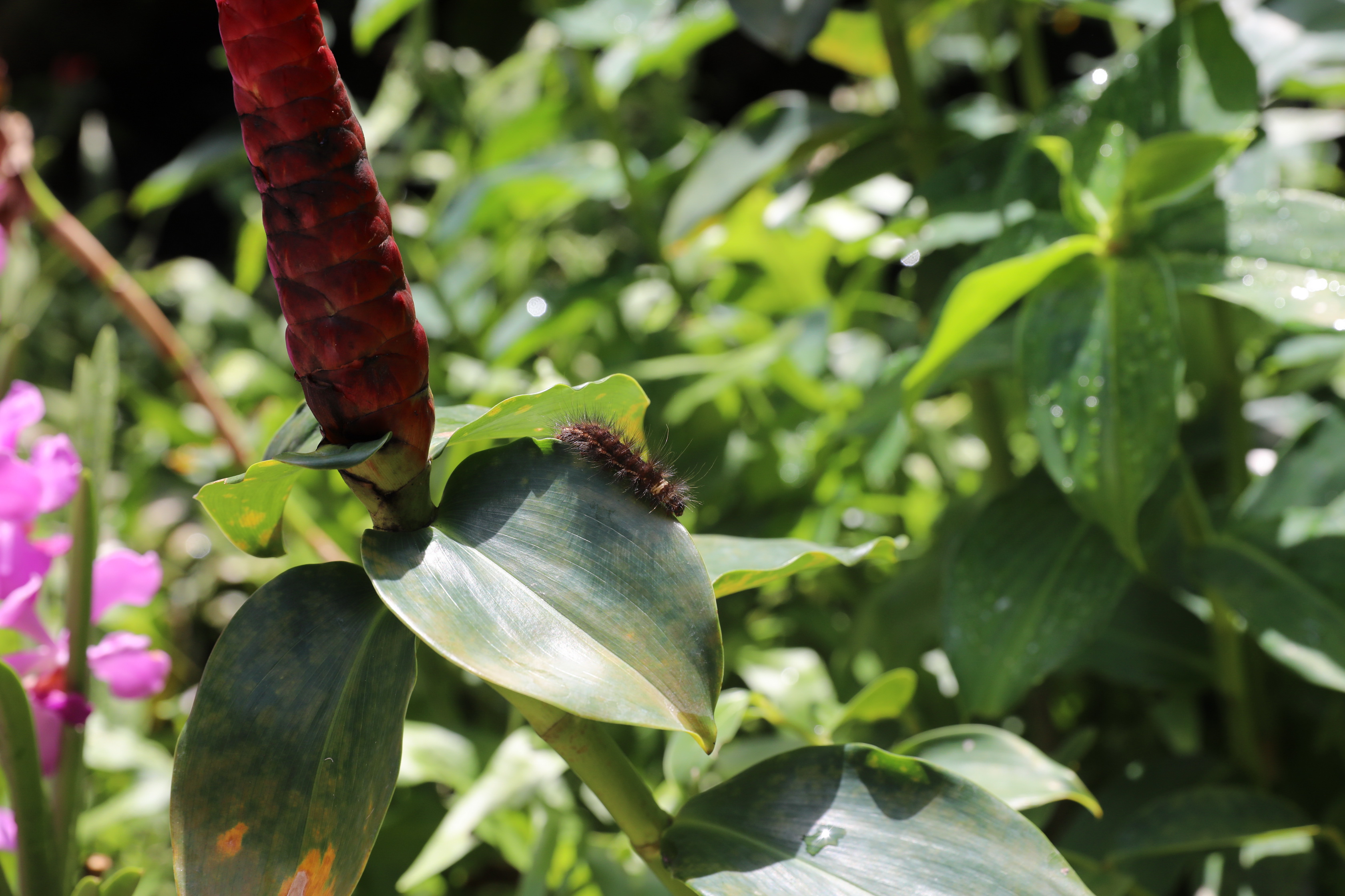 2020 02 03 14 01 40 Canon EOS 5D Mark IV 0021